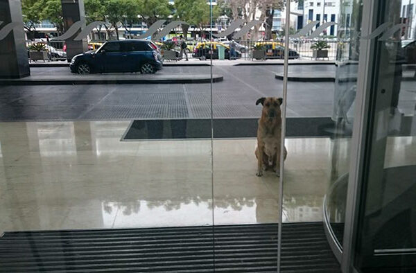 Стюардесса приютила бродячего пса, который каждый раз встречал ее возле отеля в Буэнос-Айресе