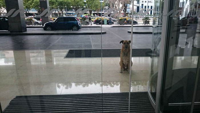 Фотография: Стюардесса приютила бродячего пса, который каждый раз встречал ее возле отеля в Буэнос-Айресе №2 - BigPicture.ru