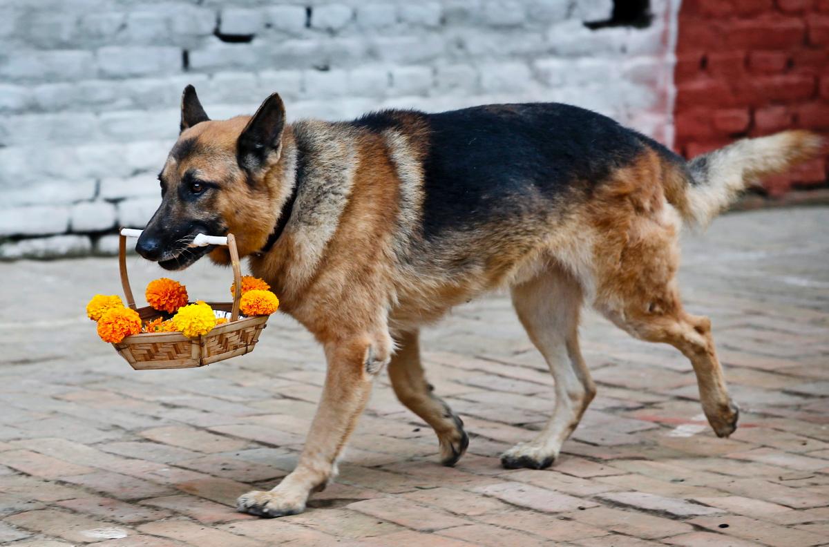 Фотография: У индуистов есть целый фестиваль, чтобы благодарить собак за верность и преданность №12 - BigPicture.ru