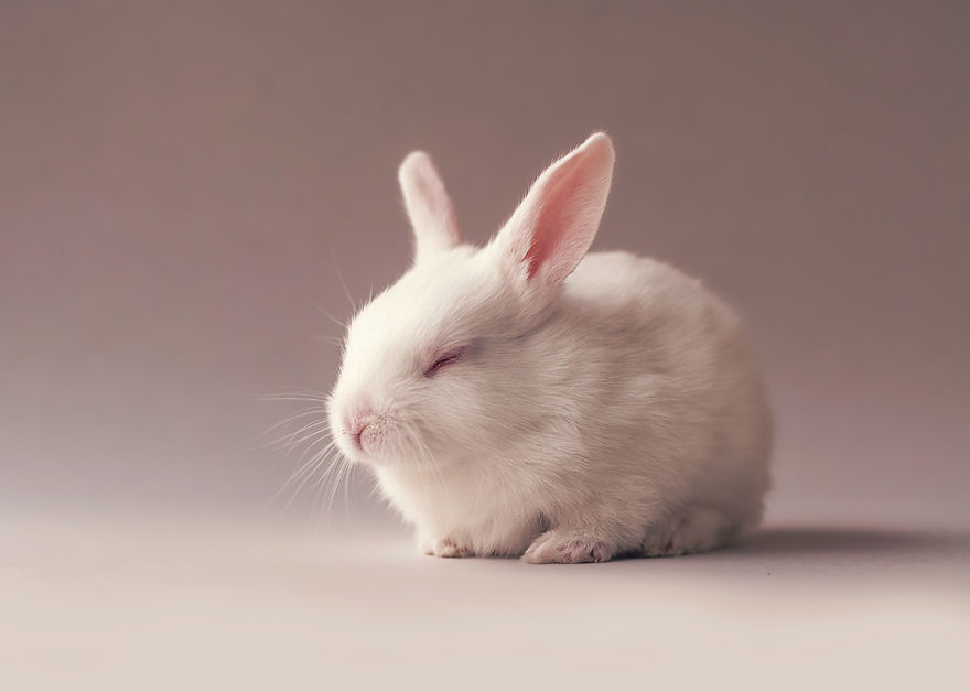 Фотография: Осторожно, разрыв мимиметра: фотосессия новорожденного кролика №12 - BigPicture.ru