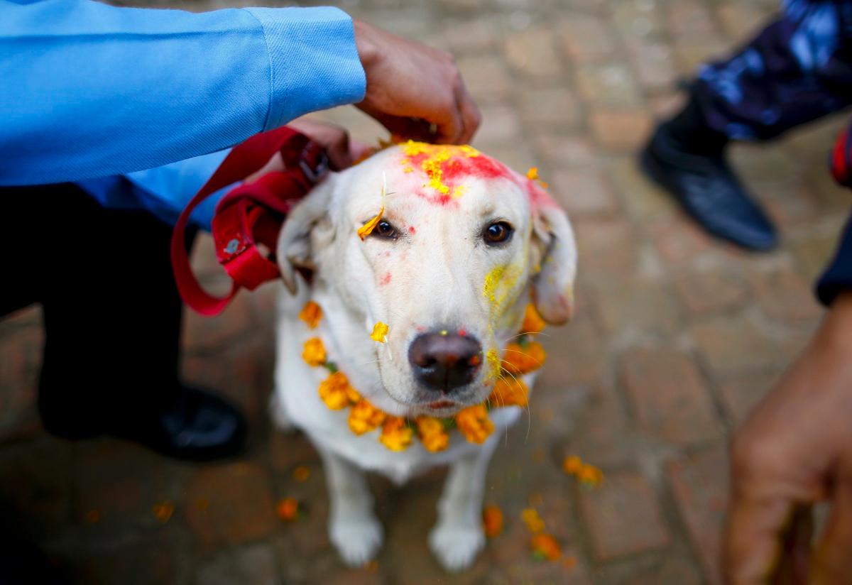 Фотография: У индуистов есть целый фестиваль, чтобы благодарить собак за верность и преданность №13 - BigPicture.ru