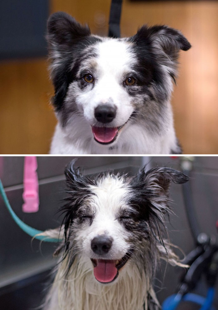 Смешные собаки до и после купания