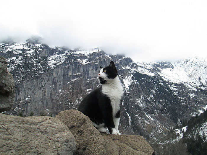 Кошка спасла заблудившегося в горах Швейцарии путешественника »  BigPicture.ru
