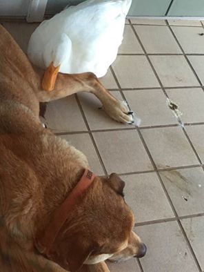 Фотография: Дональду Даку и не снилось: утка-пришелец спасла тоскующего пса в годовщину смерти его подруги №7 - BigPicture.ru