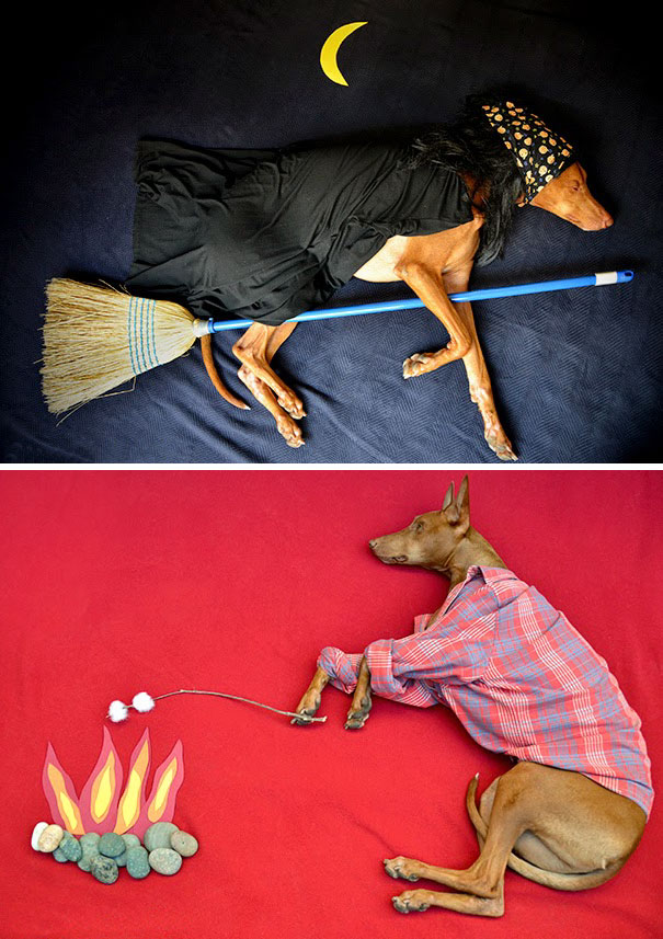 Фотография: Изобретательные лайфхаки от владельцев собак №15 - BigPicture.ru