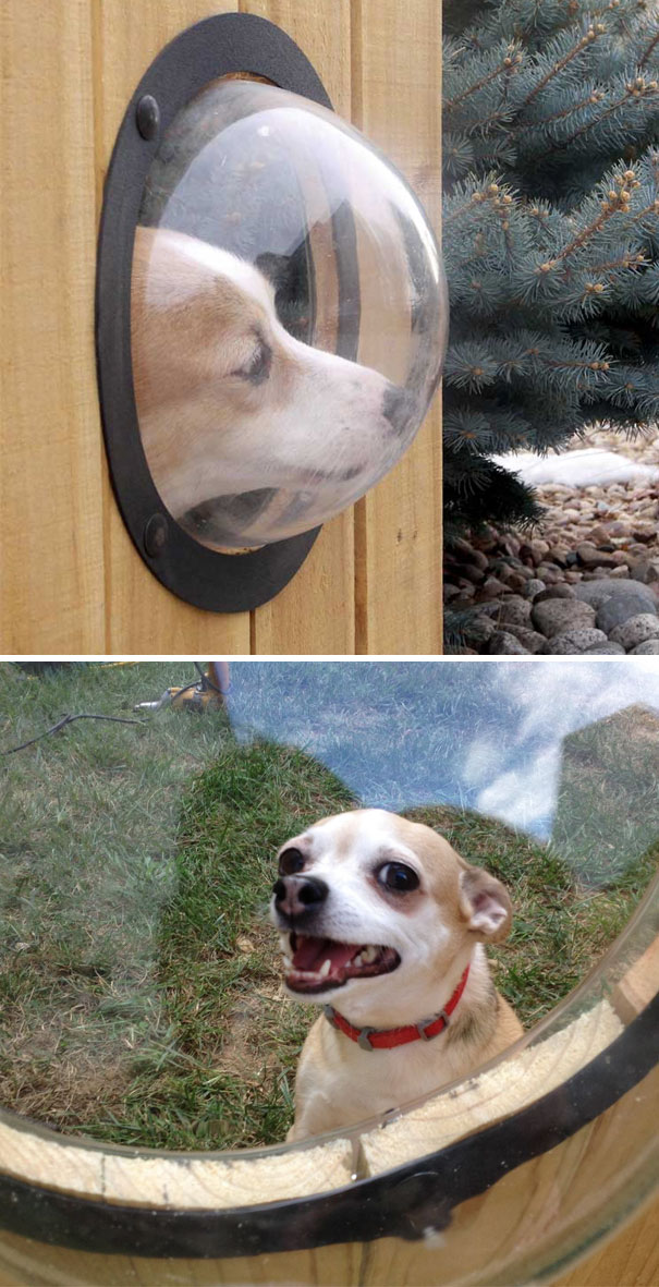 Фотография: Изобретательные лайфхаки от владельцев собак №16 - BigPicture.ru