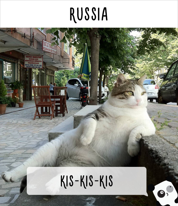 Фотография: Как в разных странах мира подзывают кошек №16 - BigPicture.ru