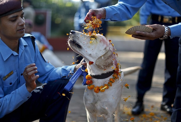 Фотография: У индуистов есть целый фестиваль, чтобы благодарить собак за верность и преданность №3 - BigPicture.ru
