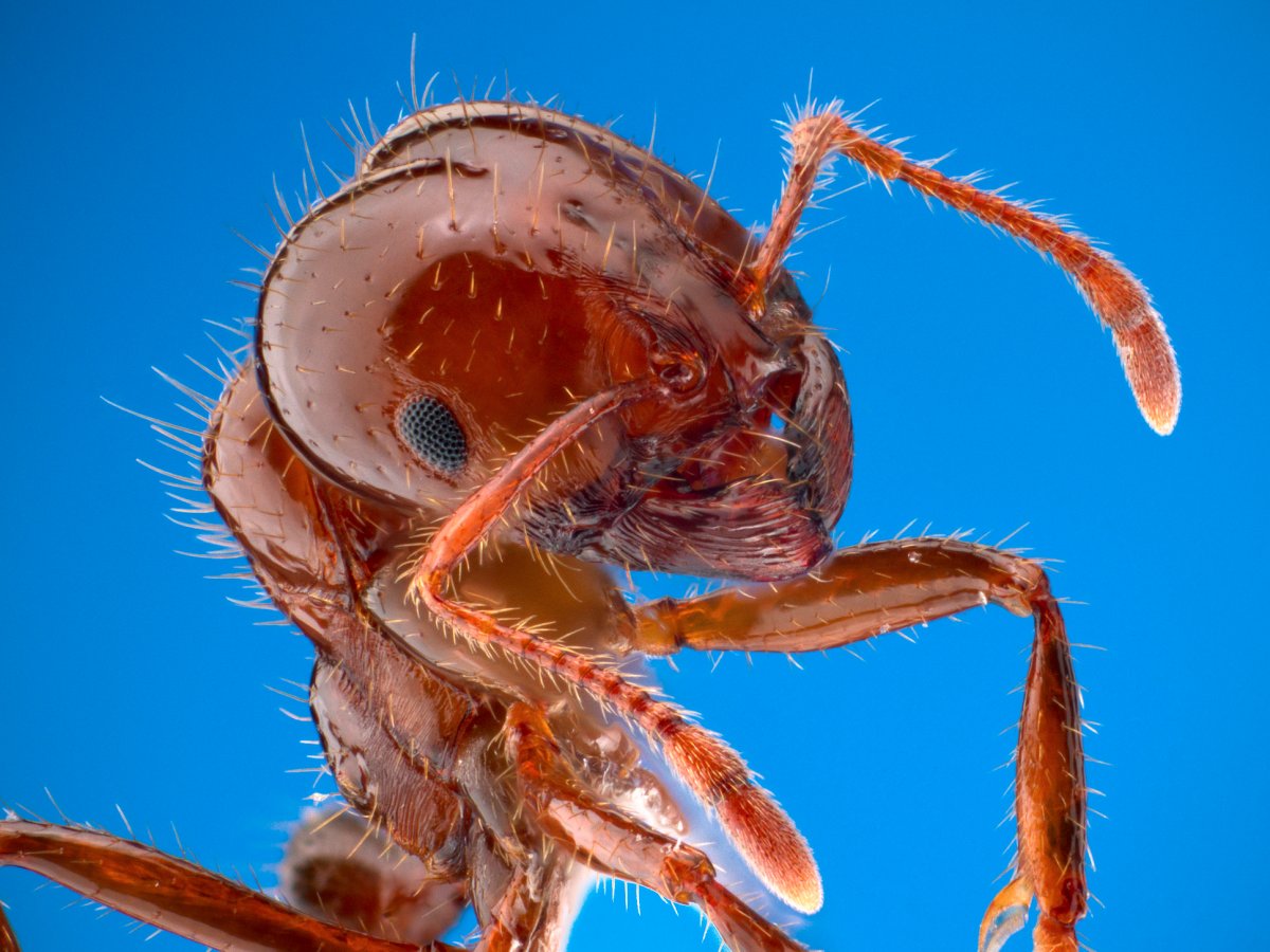 Фотография: Энтомолог испытал на себе самые болезненные укусы насекомых и составил шкалу боли №2 - BigPicture.ru