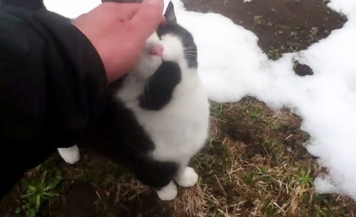 Фотография: Кошка спасла заблудившегося в горах Швейцарии путешественника №3 - BigPicture.ru