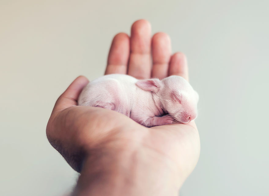 Фотография: Осторожно, разрыв мимиметра: фотосессия новорожденного кролика №1 - BigPicture.ru