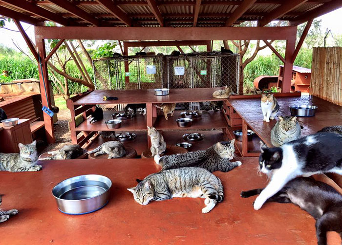 Фотография: В кошачьем заповеднике на Гавайях можно погладить сразу до 500 котиков №3 - BigPicture.ru