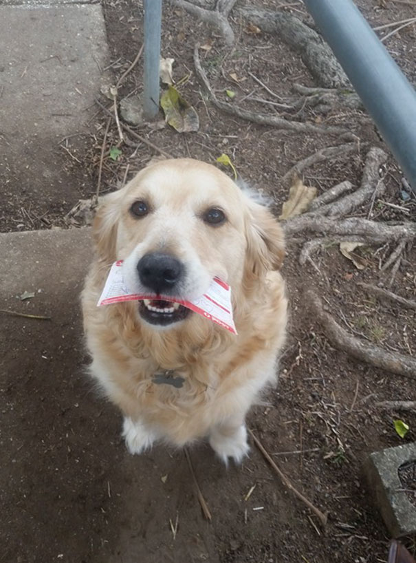 Фотография: Эта собака расстраивалась, не получая почту, и почтальон начал писать ей письма №4 - BigPicture.ru