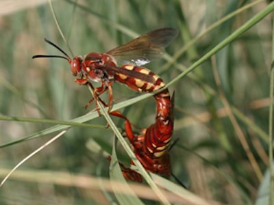 Фотография: Энтомолог испытал на себе самые болезненные укусы насекомых и составил шкалу боли №3 - BigPicture.ru