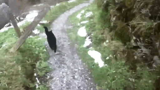 Фотография: Кошка спасла заблудившегося в горах Швейцарии путешественника №4 - BigPicture.ru