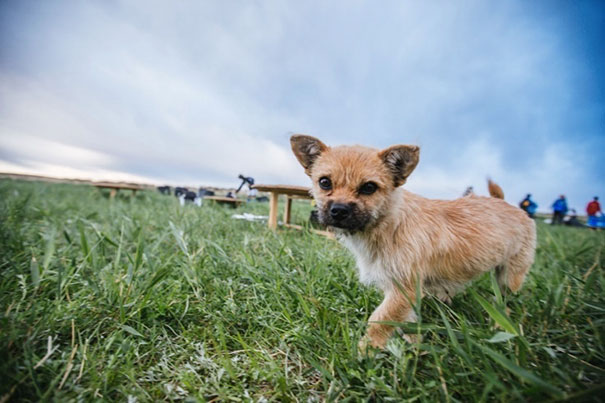 Фотография: Бездомная собака пробежала за спортсменом 40 км во время марафона и обрела нового хозяина №4 - BigPicture.ru