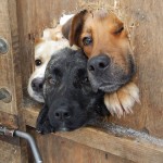 17 собак, которые ну очень хотят сказать «привет»