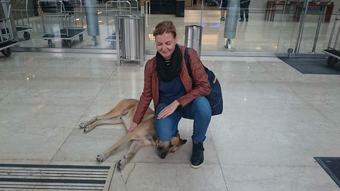 Фотография: Стюардесса приютила бродячего пса, который каждый раз встречал ее возле отеля в Буэнос-Айресе №4 - BigPicture.ru