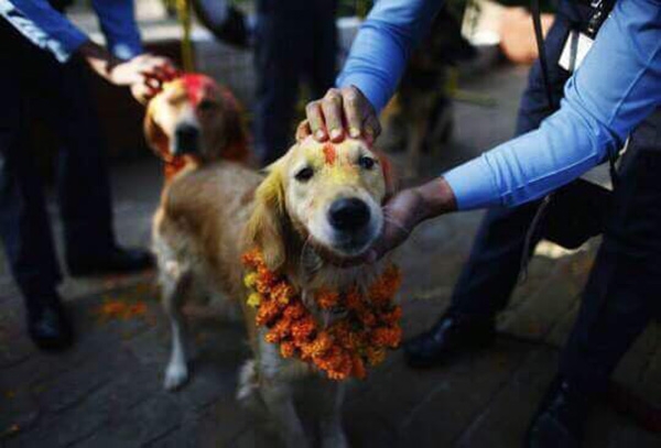 Фотография: У индуистов есть целый фестиваль, чтобы благодарить собак за верность и преданность №4 - BigPicture.ru