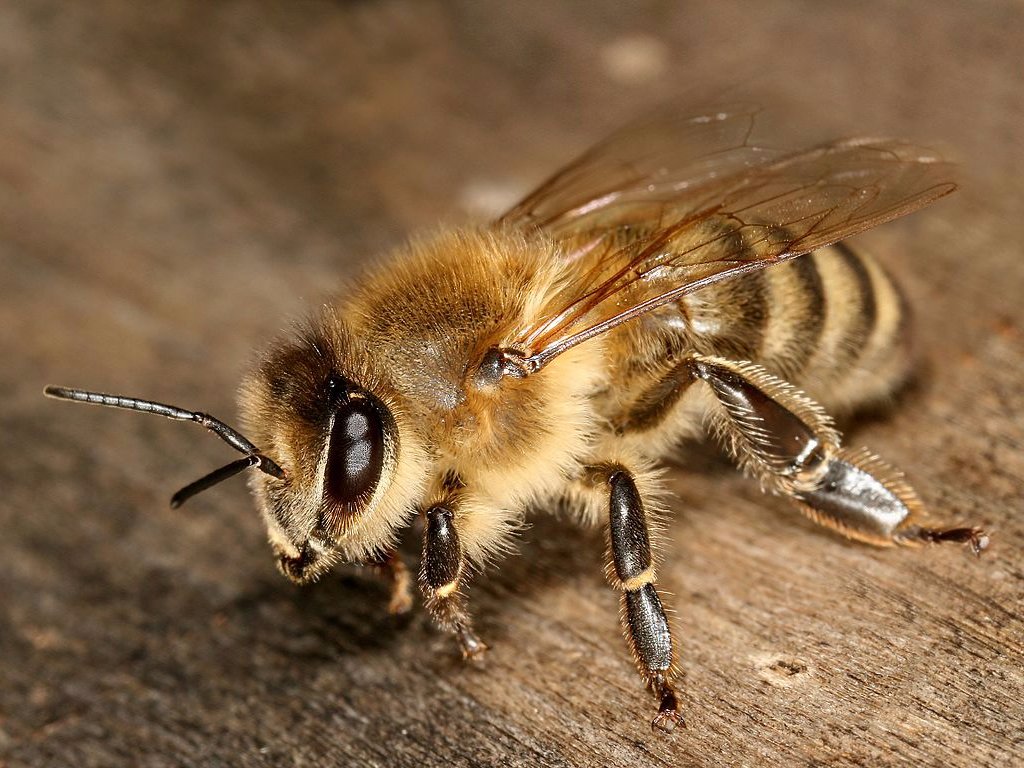 Фотография: Энтомолог испытал на себе самые болезненные укусы насекомых и составил шкалу боли №4 - BigPicture.ru