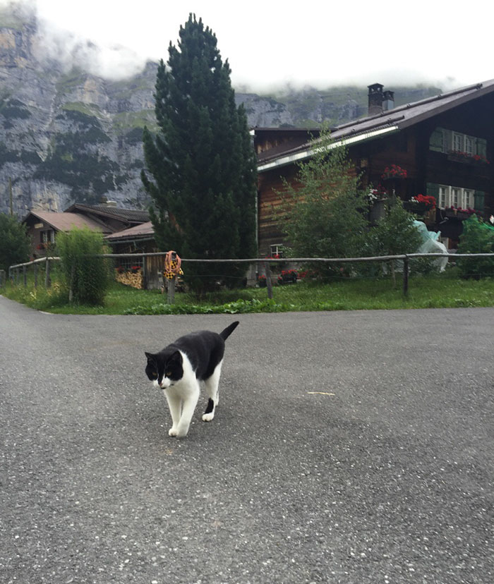 Фотография: Кошка спасла заблудившегося в горах Швейцарии путешественника №5 - BigPicture.ru