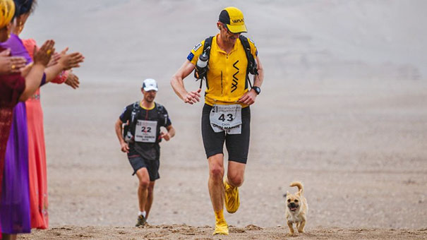 Фотография: Бездомная собака пробежала за спортсменом 40 км во время марафона и обрела нового хозяина №5 - BigPicture.ru