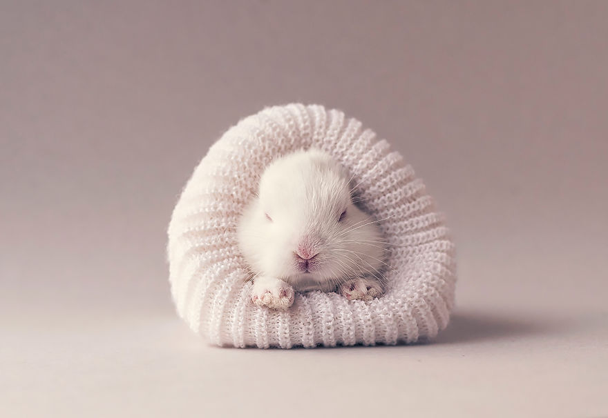 Фотография: Осторожно, разрыв мимиметра: фотосессия новорожденного кролика №4 - BigPicture.ru