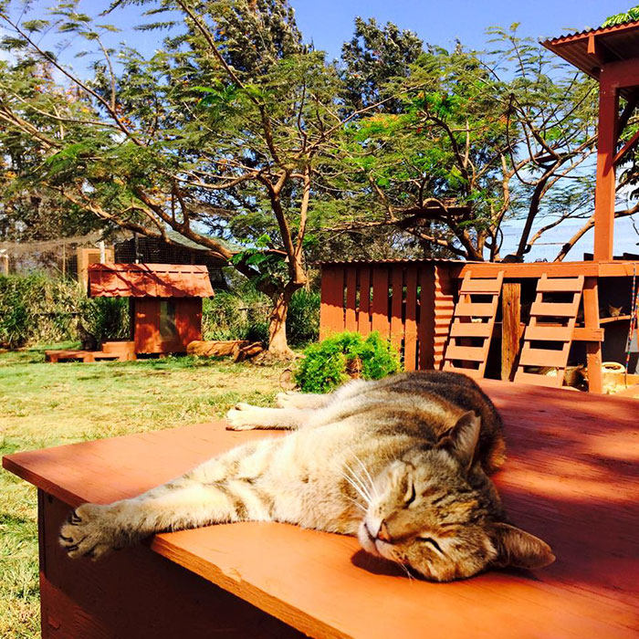 Фотография: В кошачьем заповеднике на Гавайях можно погладить сразу до 500 котиков №5 - BigPicture.ru