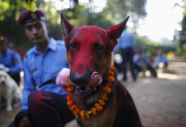Фотография: У индуистов есть целый фестиваль, чтобы благодарить собак за верность и преданность №5 - BigPicture.ru