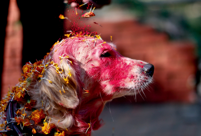 Фотография: У индуистов есть целый фестиваль, чтобы благодарить собак за верность и преданность №6 - BigPicture.ru
