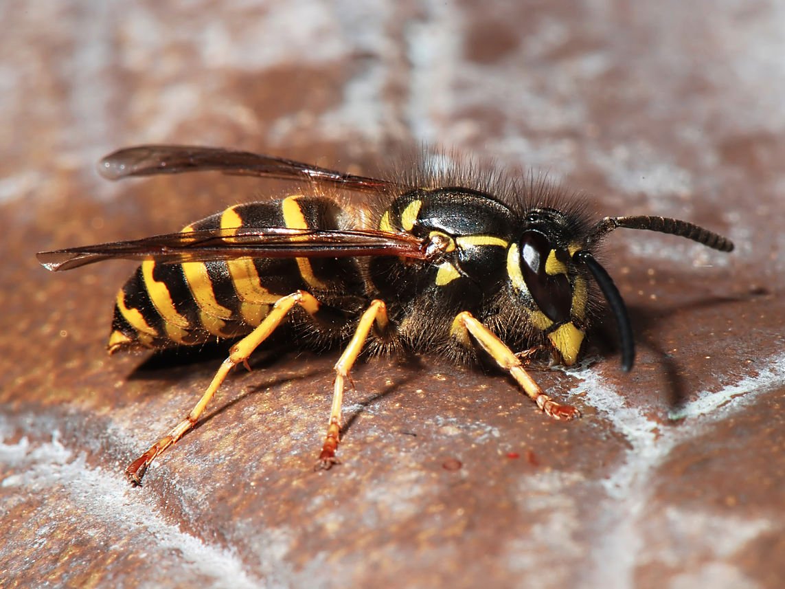 Фотография: Энтомолог испытал на себе самые болезненные укусы насекомых и составил шкалу боли №5 - BigPicture.ru
