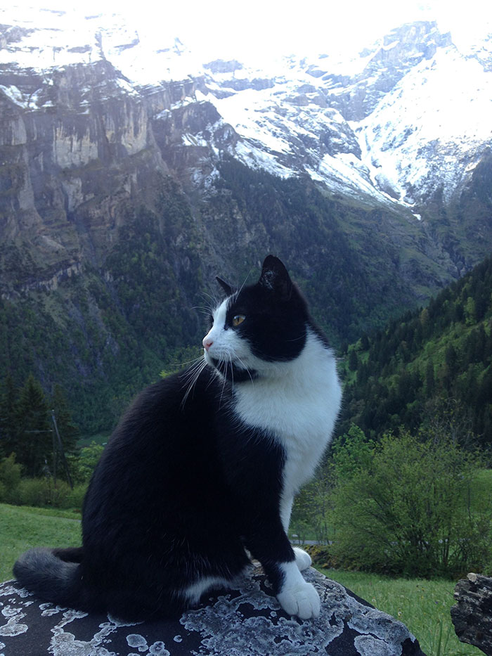 Фотография: Кошка спасла заблудившегося в горах Швейцарии путешественника №2 - BigPicture.ru