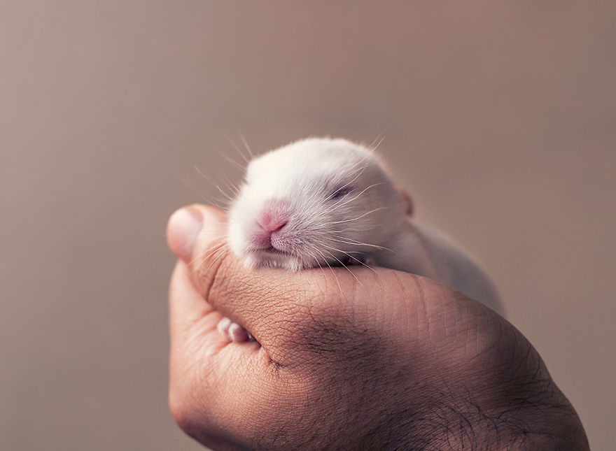 Фотография: Осторожно, разрыв мимиметра: фотосессия новорожденного кролика №5 - BigPicture.ru