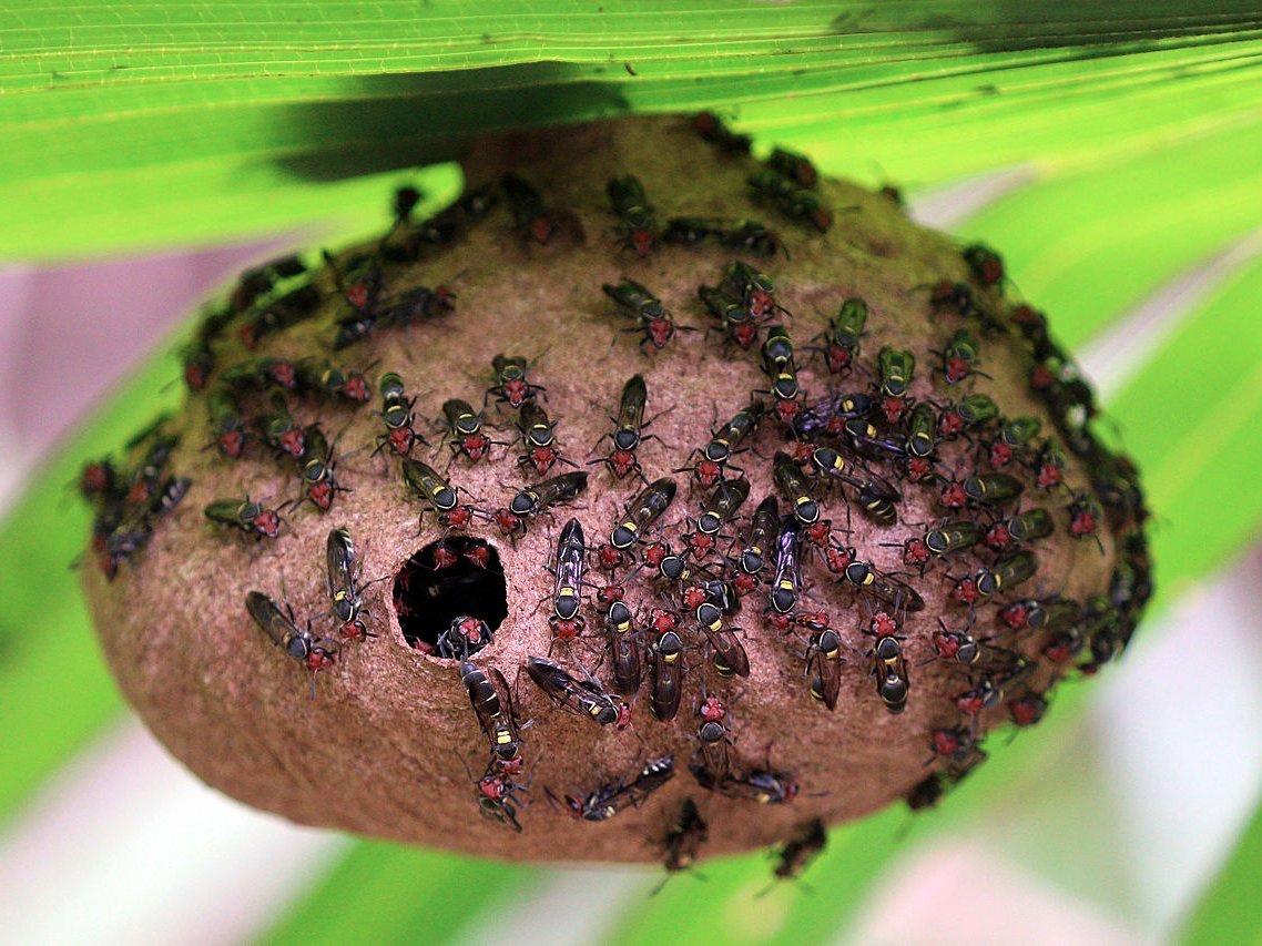 Фотография: Энтомолог испытал на себе самые болезненные укусы насекомых и составил шкалу боли №6 - BigPicture.ru