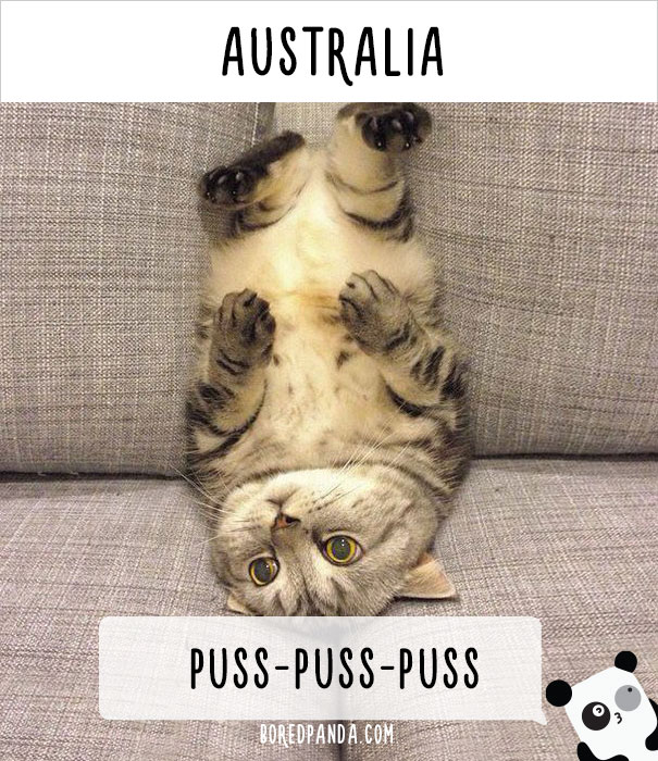 Фотография: Как в разных странах мира подзывают кошек №5 - BigPicture.ru