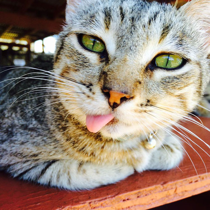 Фотография: В кошачьем заповеднике на Гавайях можно погладить сразу до 500 котиков №7 - BigPicture.ru