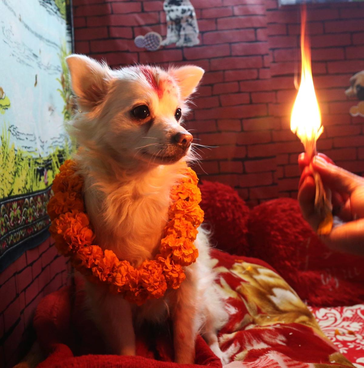 Фотография: У индуистов есть целый фестиваль, чтобы благодарить собак за верность и преданность №7 - BigPicture.ru