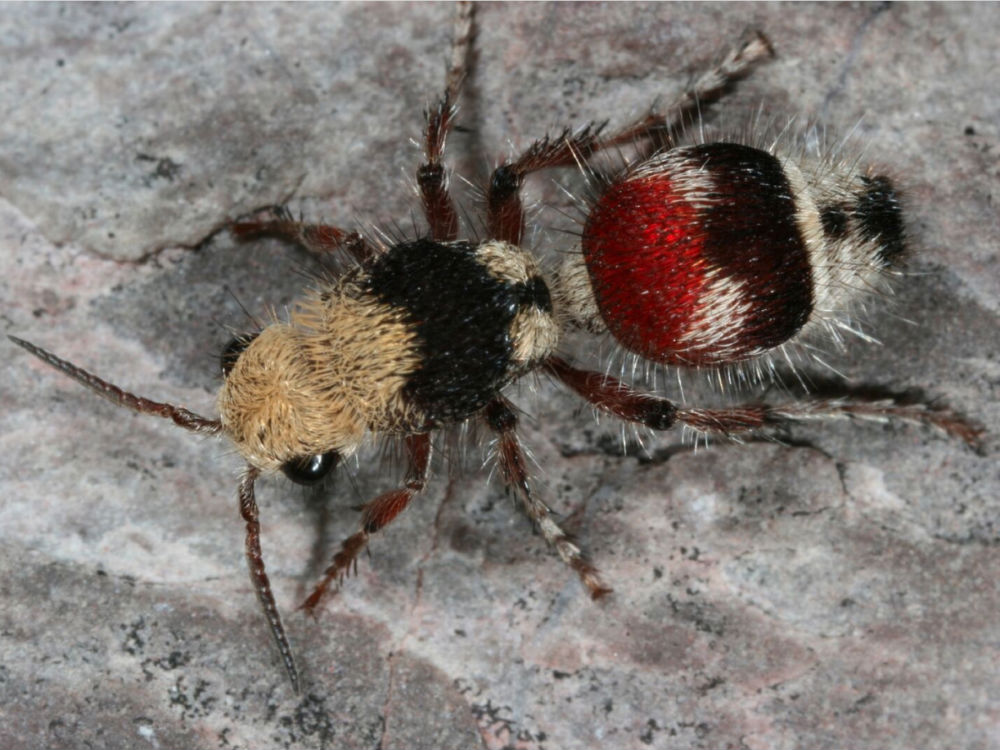 Фотография: Энтомолог испытал на себе самые болезненные укусы насекомых и составил шкалу боли №7 - BigPicture.ru