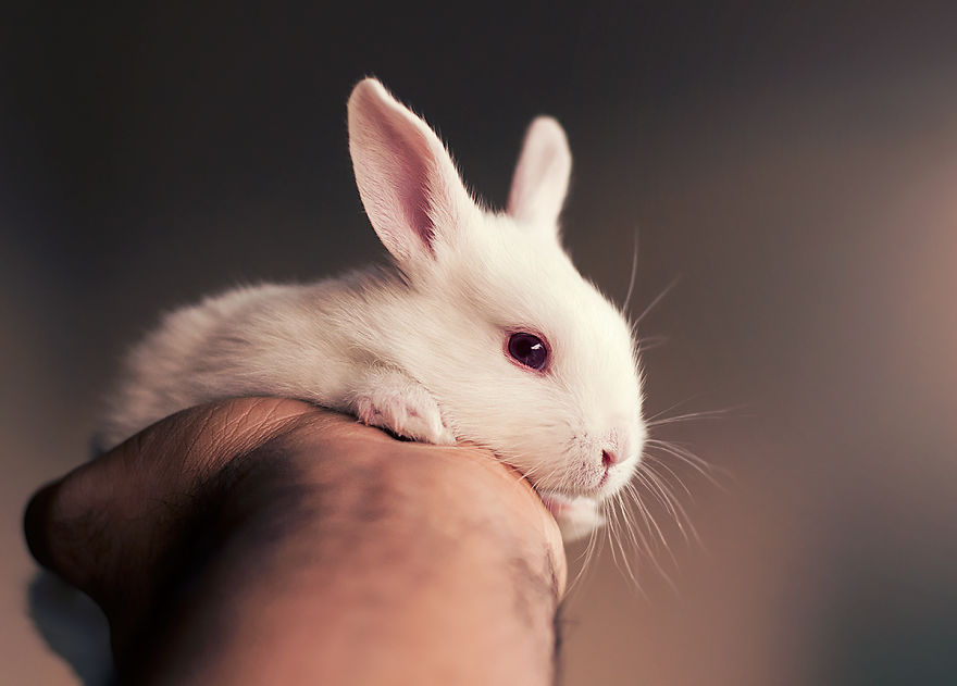Фотография: Осторожно, разрыв мимиметра: фотосессия новорожденного кролика №7 - BigPicture.ru