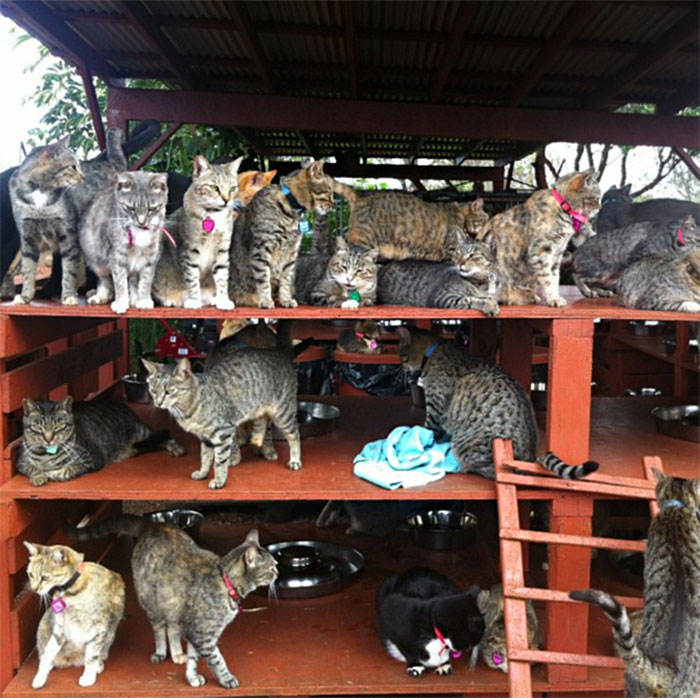 Фотография: В кошачьем заповеднике на Гавайях можно погладить сразу до 500 котиков №8 - BigPicture.ru