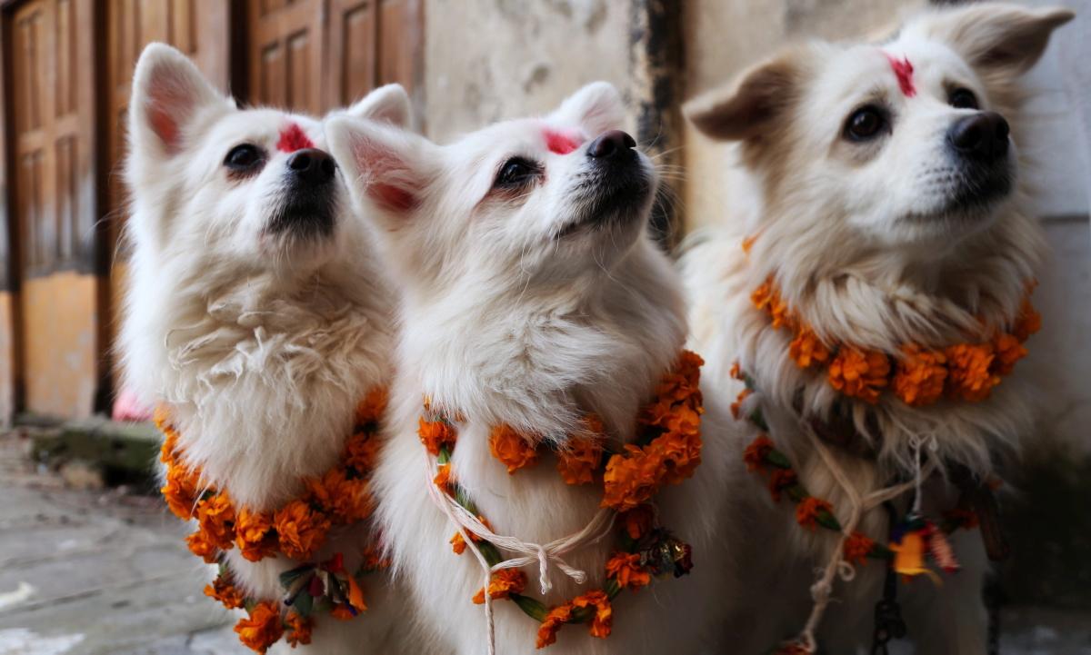 Фотография: У индуистов есть целый фестиваль, чтобы благодарить собак за верность и преданность №8 - BigPicture.ru