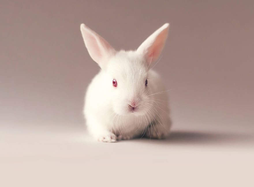 Фотография: Осторожно, разрыв мимиметра: фотосессия новорожденного кролика №8 - BigPicture.ru