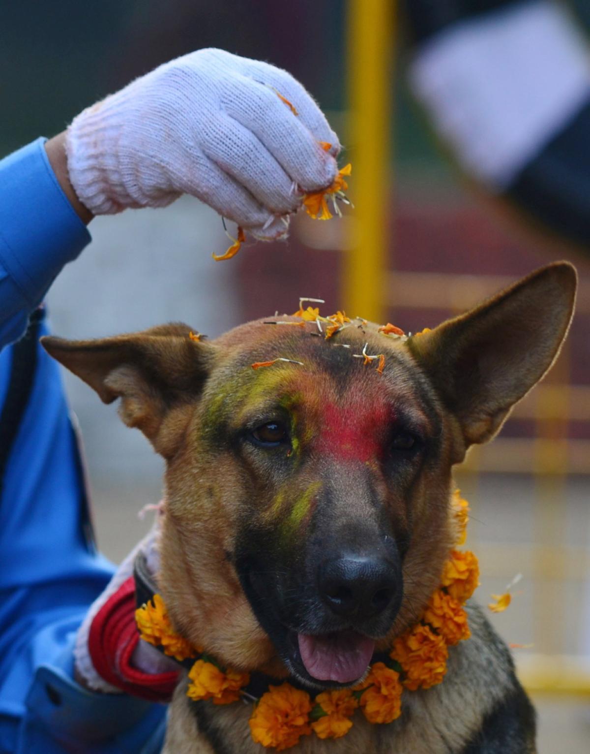 Фотография: У индуистов есть целый фестиваль, чтобы благодарить собак за верность и преданность №9 - BigPicture.ru