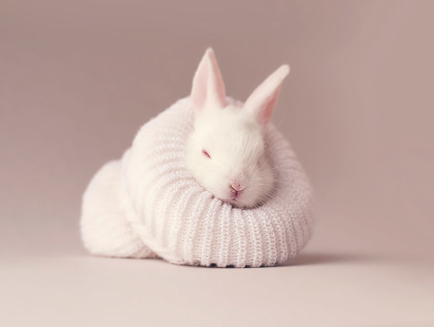 Фотография: Осторожно, разрыв мимиметра: фотосессия новорожденного кролика №9 - BigPicture.ru