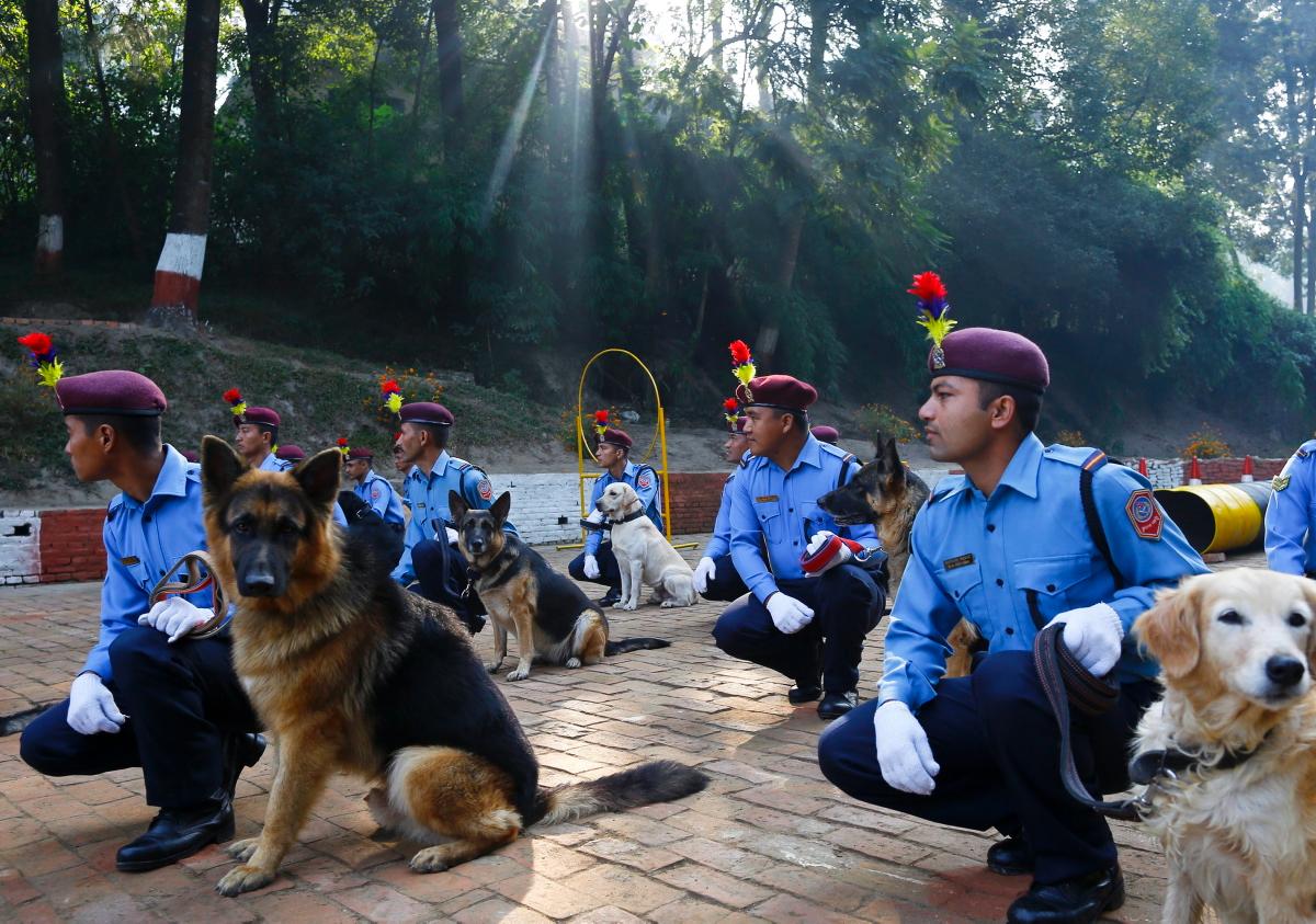 Фотография: У индуистов есть целый фестиваль, чтобы благодарить собак за верность и преданность №10 - BigPicture.ru