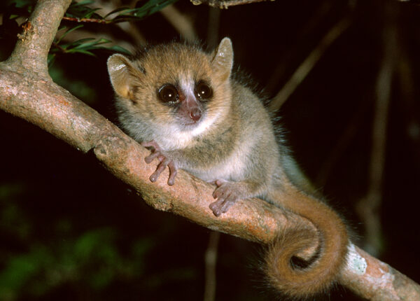 Удивительные создания Мадагаскара
