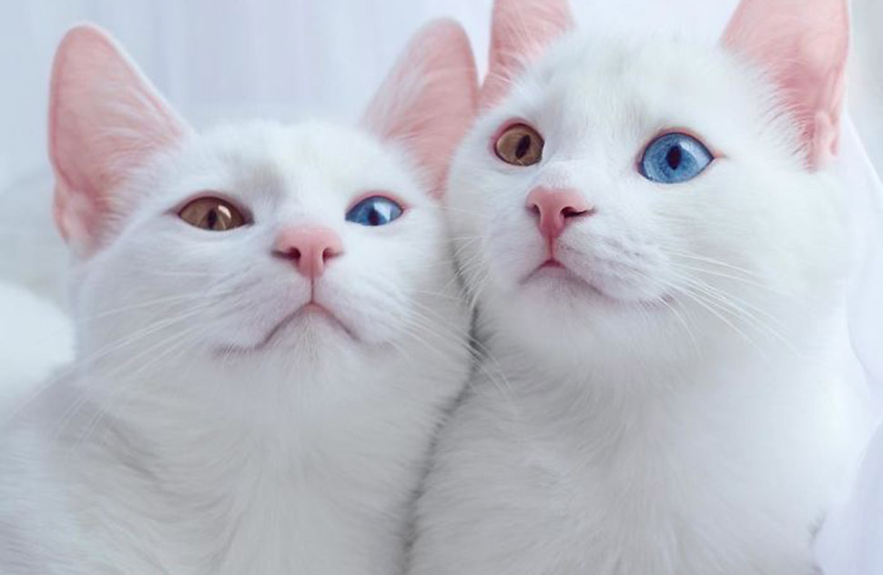 Фотография: Познакомьтесь, самые красивые в мире кошки-близнецы с разноцветными глазами №1 - BigPicture.ru