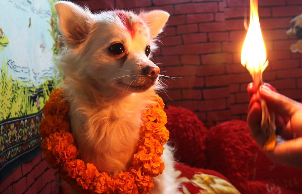 Фотография: У индуистов есть целый фестиваль, чтобы благодарить собак за верность и преданность №1 - BigPicture.ru