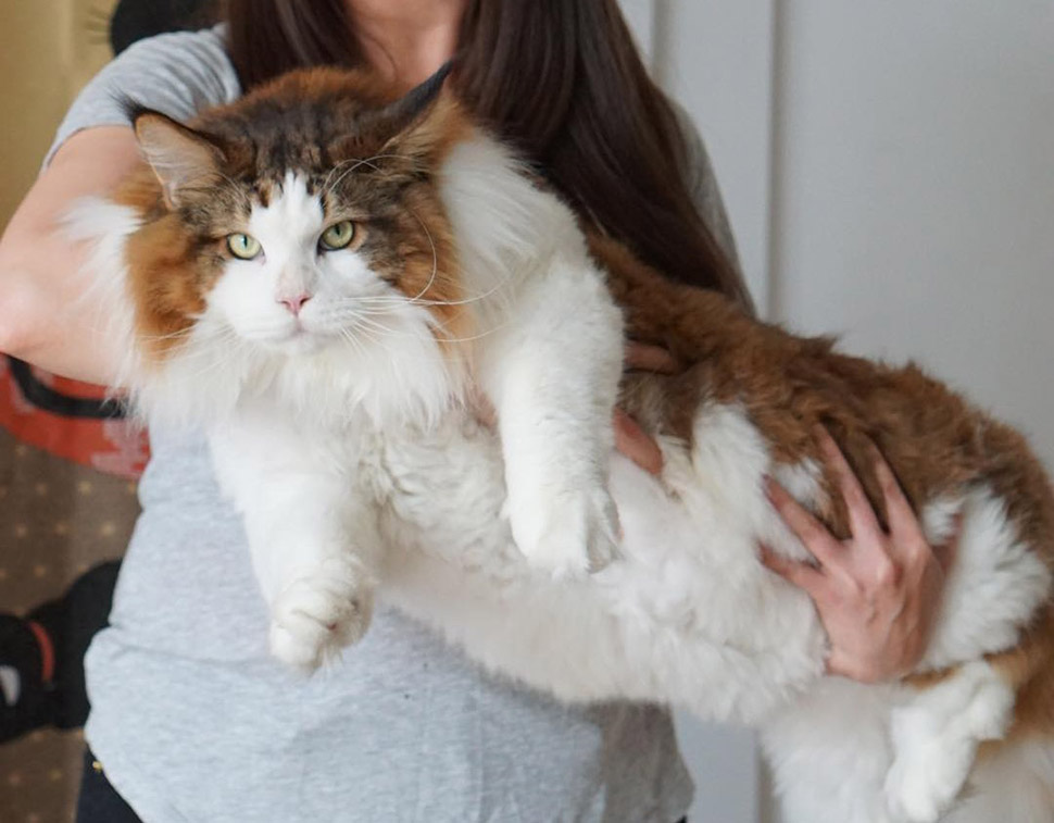 Фотография: Самсон — самый большой кот Нью-Йорка весом почти 13 кг №1 - BigPicture.ru