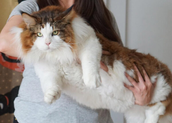 Самсон — самый большой кот Нью-Йорка весом почти 13 кг